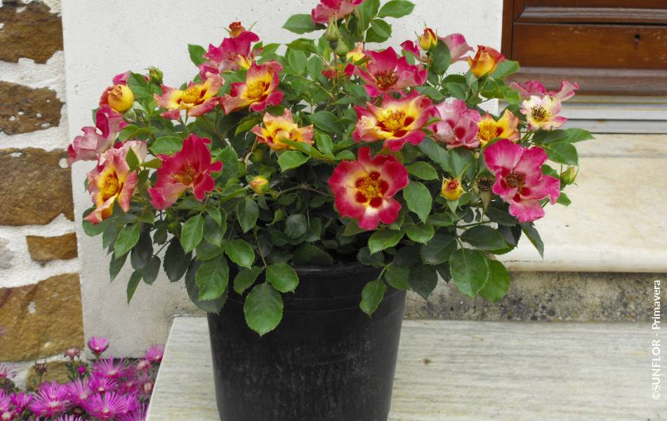 ©SUNFLOR - Primavera